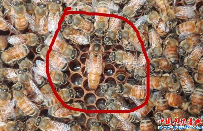 为什么只有蜂王能产卵？蜜蜂为什么喜欢蜂王呢-图2