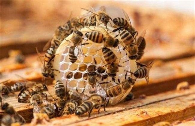 为什么只有蜂王能产卵？蜜蜂为什么喜欢蜂王呢-图3