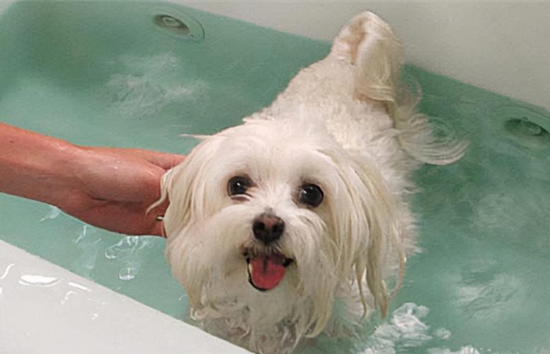 狗洗澡会凉快吗？为什么狗都要洗澡呢-图3