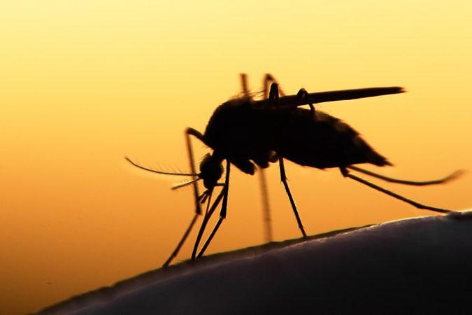 为什么沙漠等缺乏水源的地方也会有蚊子？为什么蚊子喜欢喝水呢