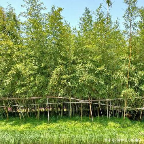 上海为什么叫申城？村头为什么有竹林呢
