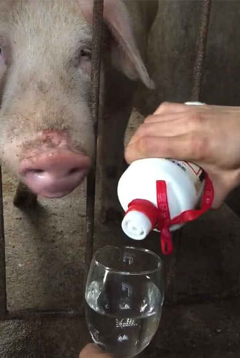 猪的酒量是多少？为什么猪可以喝酒呢