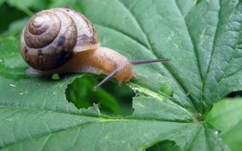 蜗牛为什么很快就会死？为什么蜗牛很难养活呢-图1