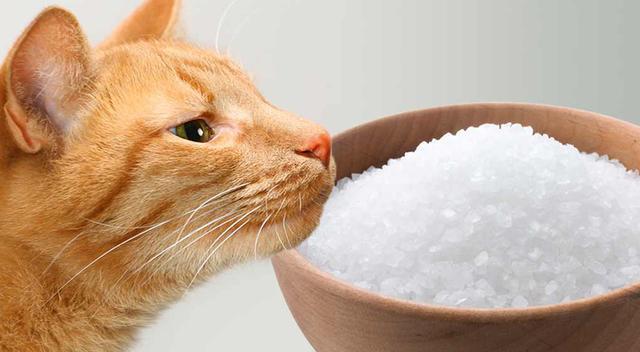 猫喜欢吃咸的东西？为什么猫爱吃盐呢