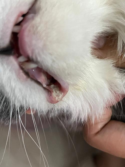 猫嘴上长的像溃疡的东西是什么？嘴边为什么长溃疡呢-图1