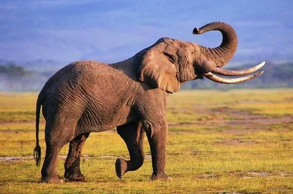 大象摆动鼻子是为了什么？大象鼻子为什么呢