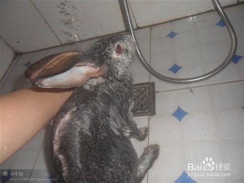 兔子害怕洗澡怎么办？为什么你害怕洗澡呢