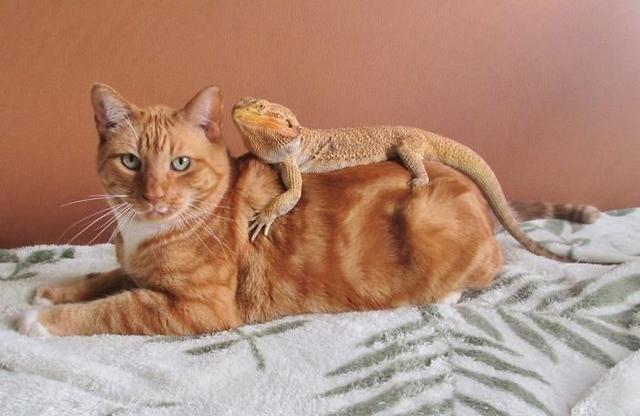 猫为什么怕四脚蛇？猫咪为什么欺负蜥蜴呢