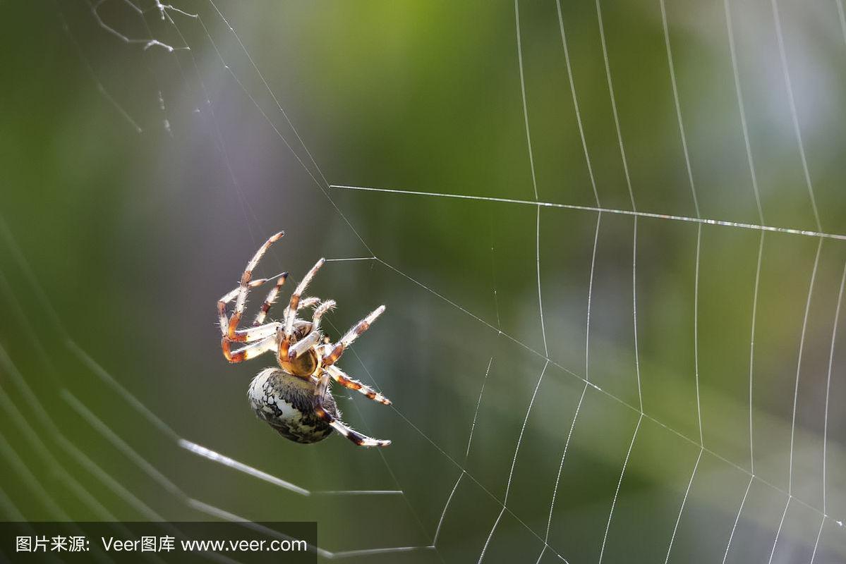 蜘蛛为什么吃自己织的网？蜘蛛为什么会有液体呢-图2