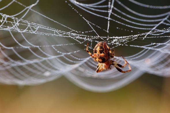 蜘蛛为什么吃自己织的网？蜘蛛为什么会有液体呢