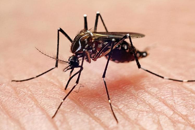为什么世界上会出现蚊子？为什么地球还有蚊子呢-图2