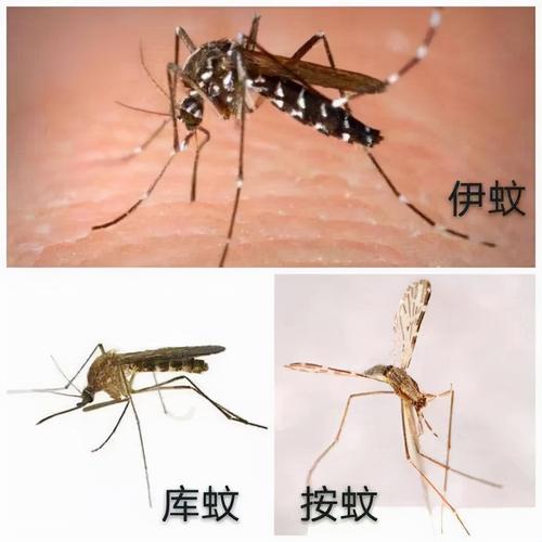 为什么世界上会出现蚊子？为什么地球还有蚊子呢-图1