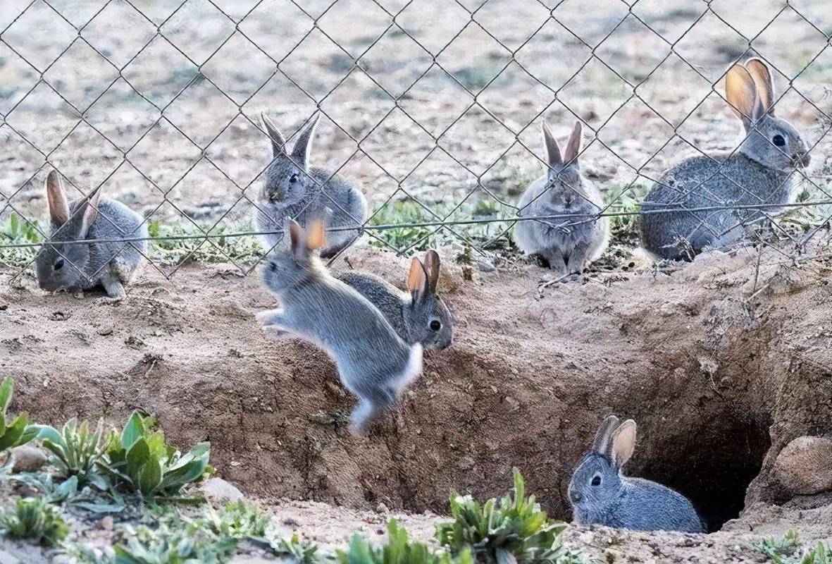 兔子最早出现在什么年代？兔子为什么不怕战争呢