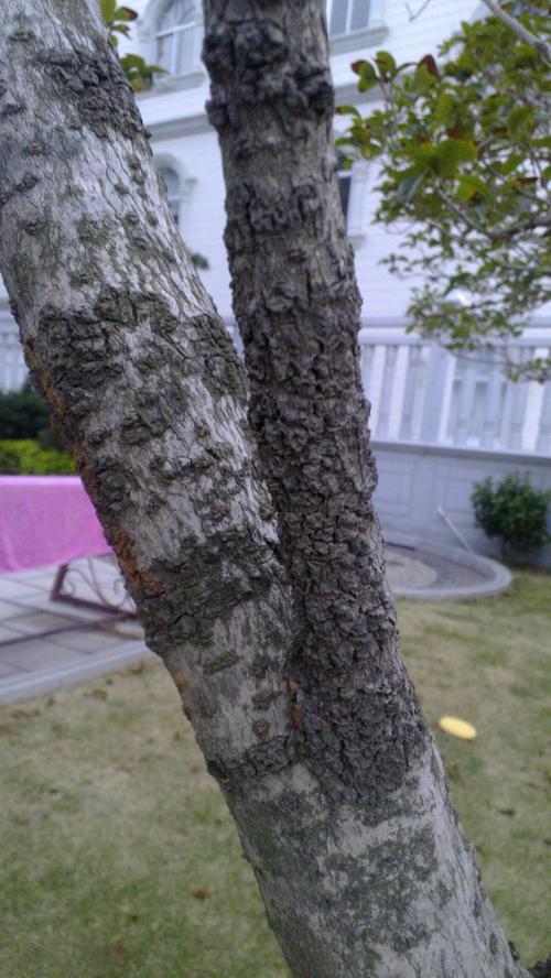 桂花树树干上长绿霉是怎么回事？树木为什么会长霉菌呢