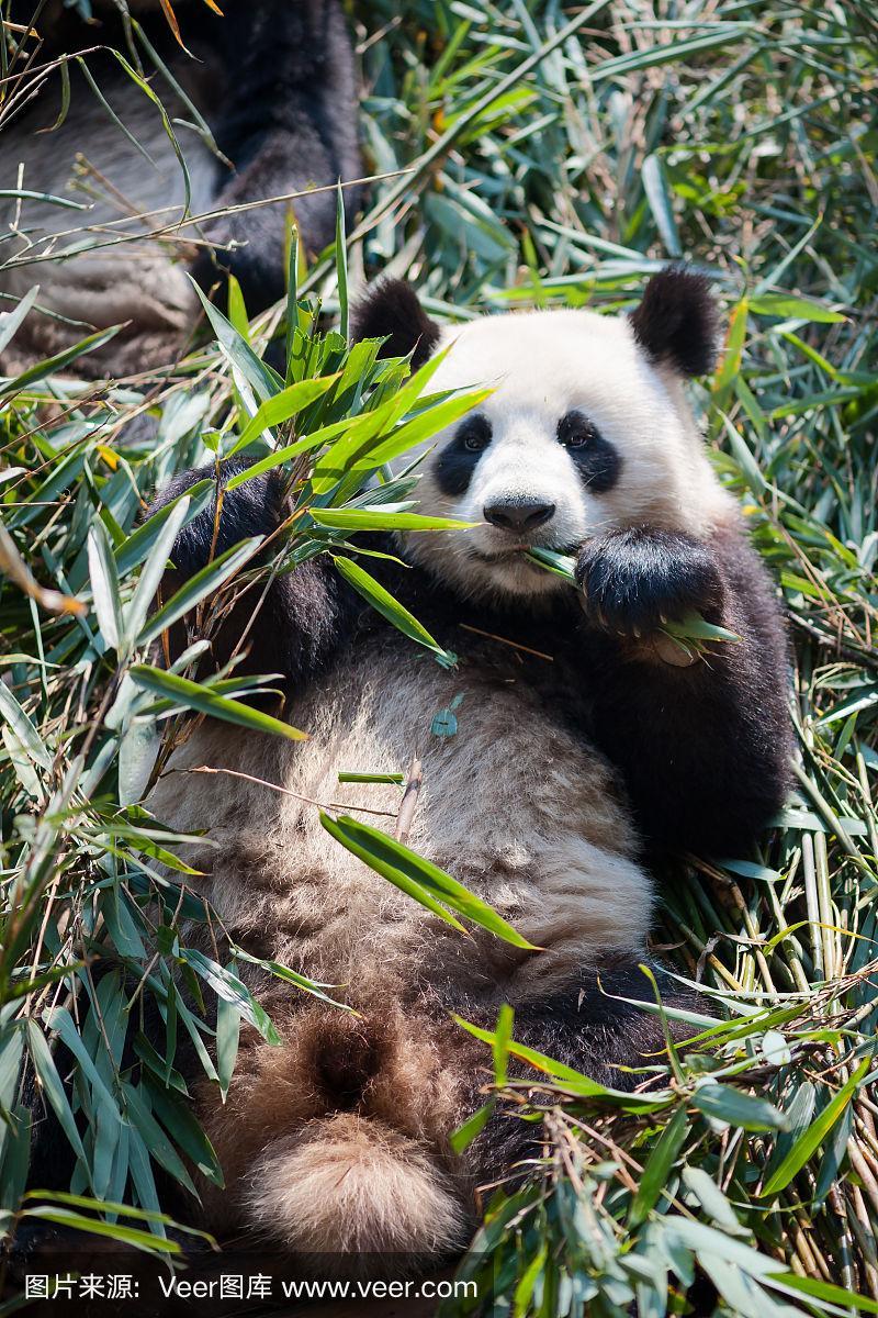 熊猫为什么最爱吃冷箭竹和华橘竹？为什么熊猫爱吃箭竹呢