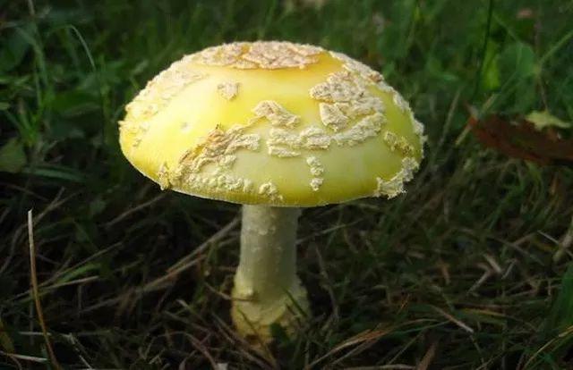 吃蘑菇中毒的症状是什么？吃了蘑菇为什么泻肚呢