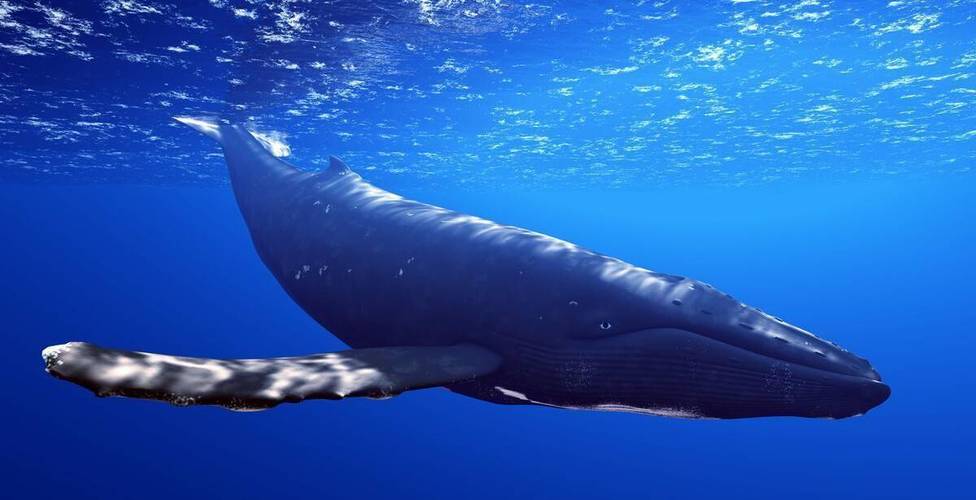 鲸鱼用什么呼吸？为什么鲸鱼不会窒息呢