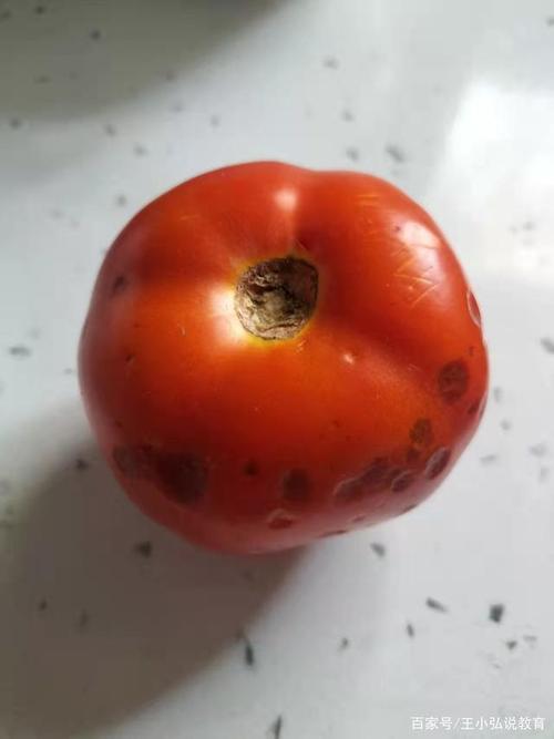 西红柿为什么结果不红就开始烂？西红柿为什么会折断呢-图1
