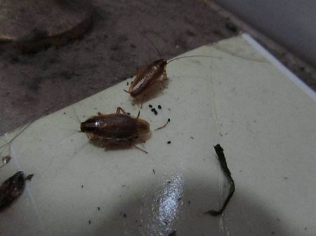 家里为什么会有蟑螂？为什么屋子会生蟑螂呢-图1
