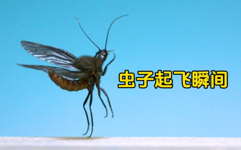 所有昆虫类的昆虫都会飞吗？为什么昆虫不能飞行呢-图1