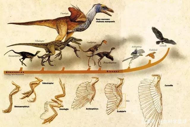 恐龙和鸟类有关系吗？恐龙为什么还有鸟类呢