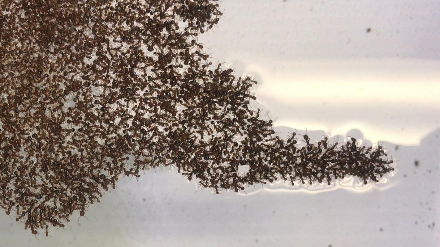 蚂蚁成群结队是什么原因？昆虫为什么爱扎堆呢-图1