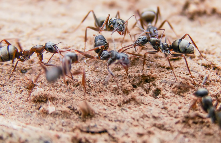 蚂蚁成群结队是什么原因？昆虫为什么爱扎堆呢-图3