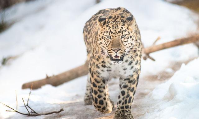 中俄边境最可怕的野生动物？豹子为什么怕沼泽呢