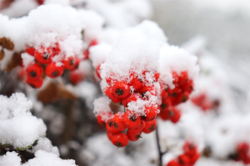 为什么下雪后的天空是红色的？为什么农村有大雪呢