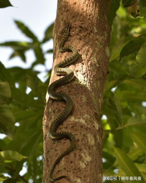 树为什么会长寄生？为什么树上有蛇呢