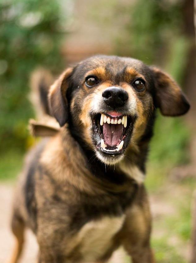 为什么狗狗一直不发脾气？为什么狗也有脾气呢