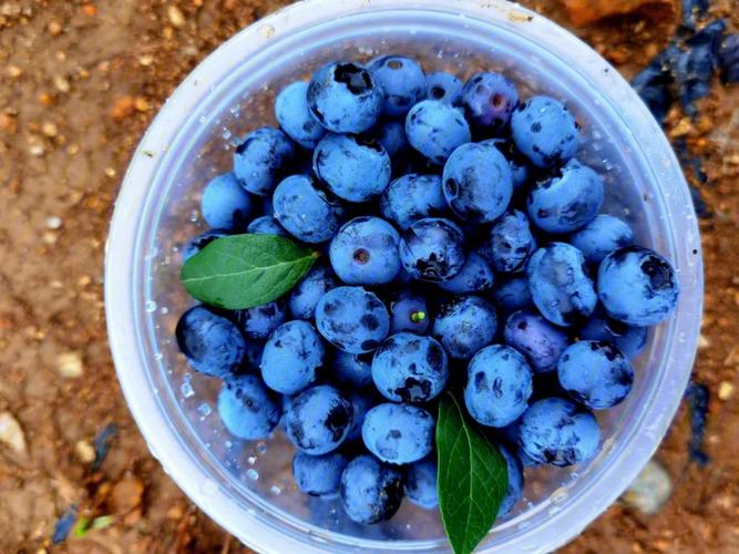 十六个月宝宝可以吃蓝莓吗？小孩为什么少吃蓝莓呢