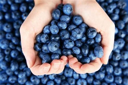十六个月宝宝可以吃蓝莓吗？小孩为什么少吃蓝莓呢-图3