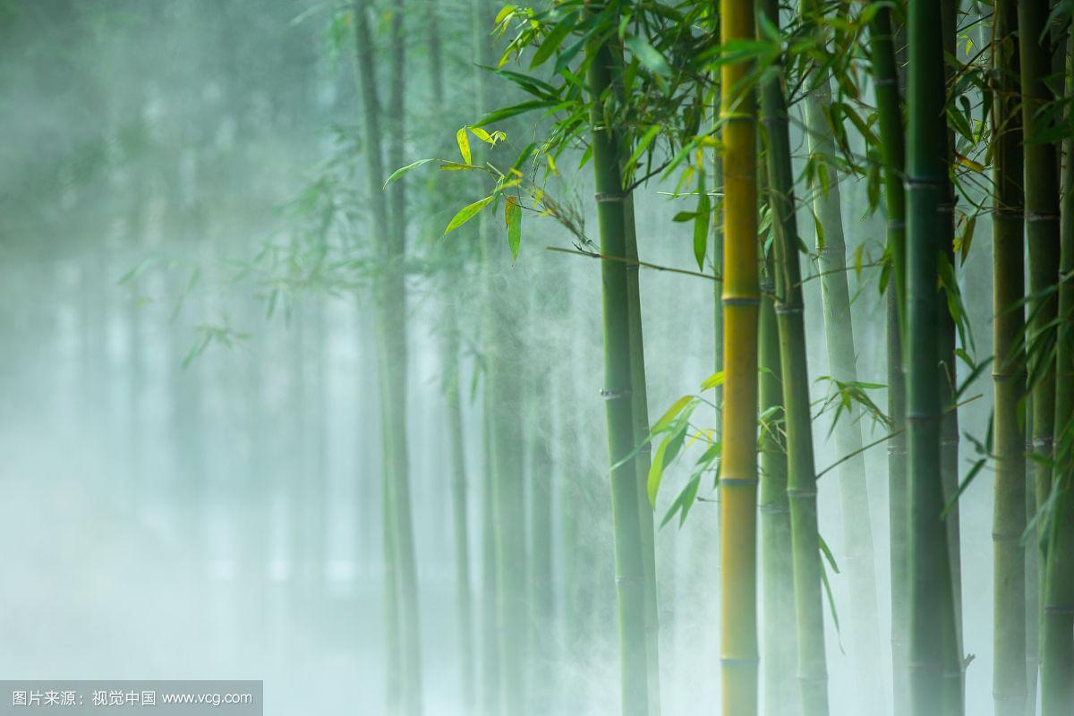 竹下薄雾泛是什么意思？竹林为什么有雾气呢