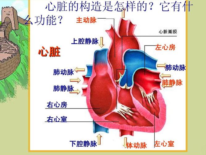 心脏是输送血液的“泵”，一次心跳包括了心脏？(再一次心跳在哪里能看)