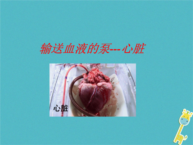心脏是输送血液的“泵”，一次心跳包括了心脏？(再一次心跳在哪里能看)-图2