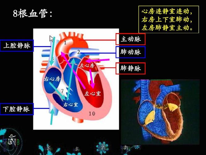 心脏是输送血液的“泵”，一次心跳包括了心脏？(再一次心跳在哪里能看)-图3