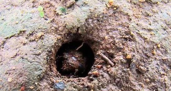 蝉的地穴：在做隧道时，泥土到哪里去了呢？为什么墙壁不会崩裂？(做婵是哪里)-图1