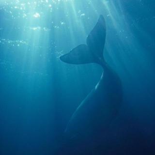 孤独的鲸完整故事？52赫兹的鲸鱼声音哪里有下载-图1