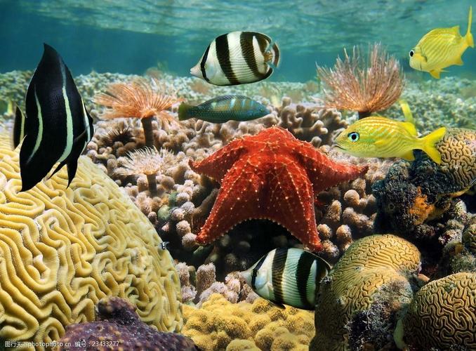 海底世界有哪些动物它们活动方式怎样的？海底生物视频在哪里看