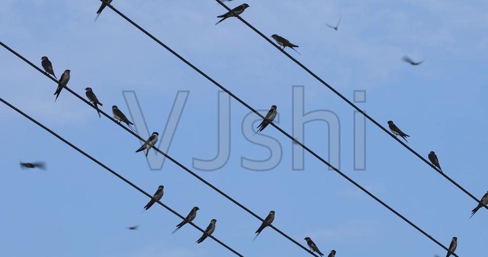 几只燕子停在电线杆上休息就像什么？五线谱简谱春天在哪里