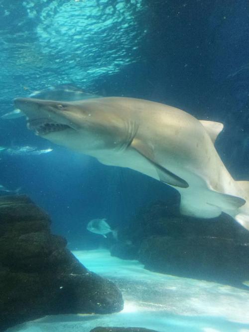 上海哪个海底世界有大白鲨？上海哪里能和海豚亲嘴