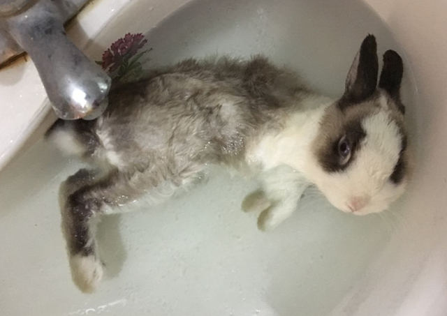 兔子身上太脏了，无论如何也洗不干净怎么办？人身体哪里最脏