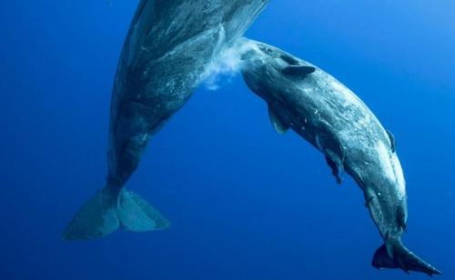 体毛退化的哺乳动物有哪些？为什么鲸鱼会变色呢呢
