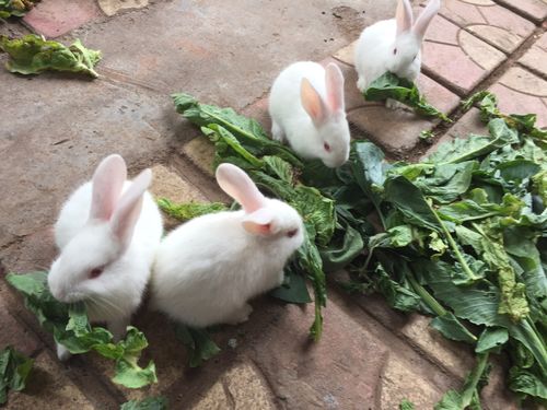 兔子一直吃提摩西草正常吗？为什么兔子爱吃草呢呢