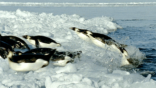 企鹅为什么要在北极住？企鹅为什么要飞呢呢