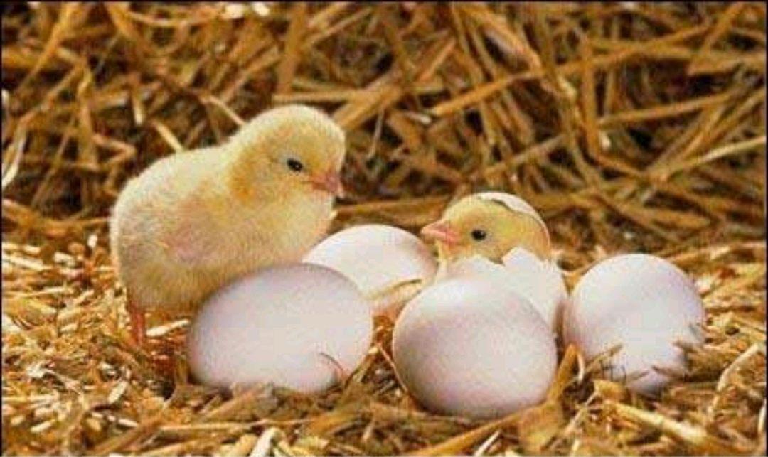 一群母鸡为什么会下蛋？母鸡为什么能孵蛋呢呢-图1