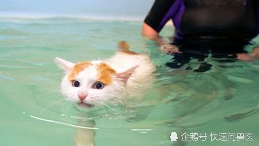 猫也是哺乳动物为什么不会游泳为什么不会游泳呢-图1
