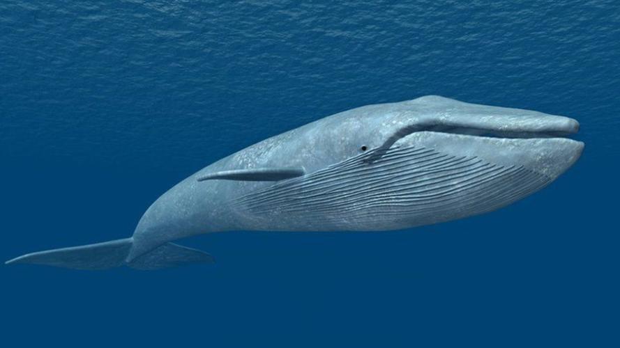 世界上最大的鲸鱼多少斤？鲸鱼为什么发胖呢