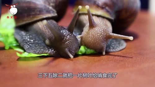 蜗牛是怎么捕食的？蜗牛为什么吃饭呢-图1
